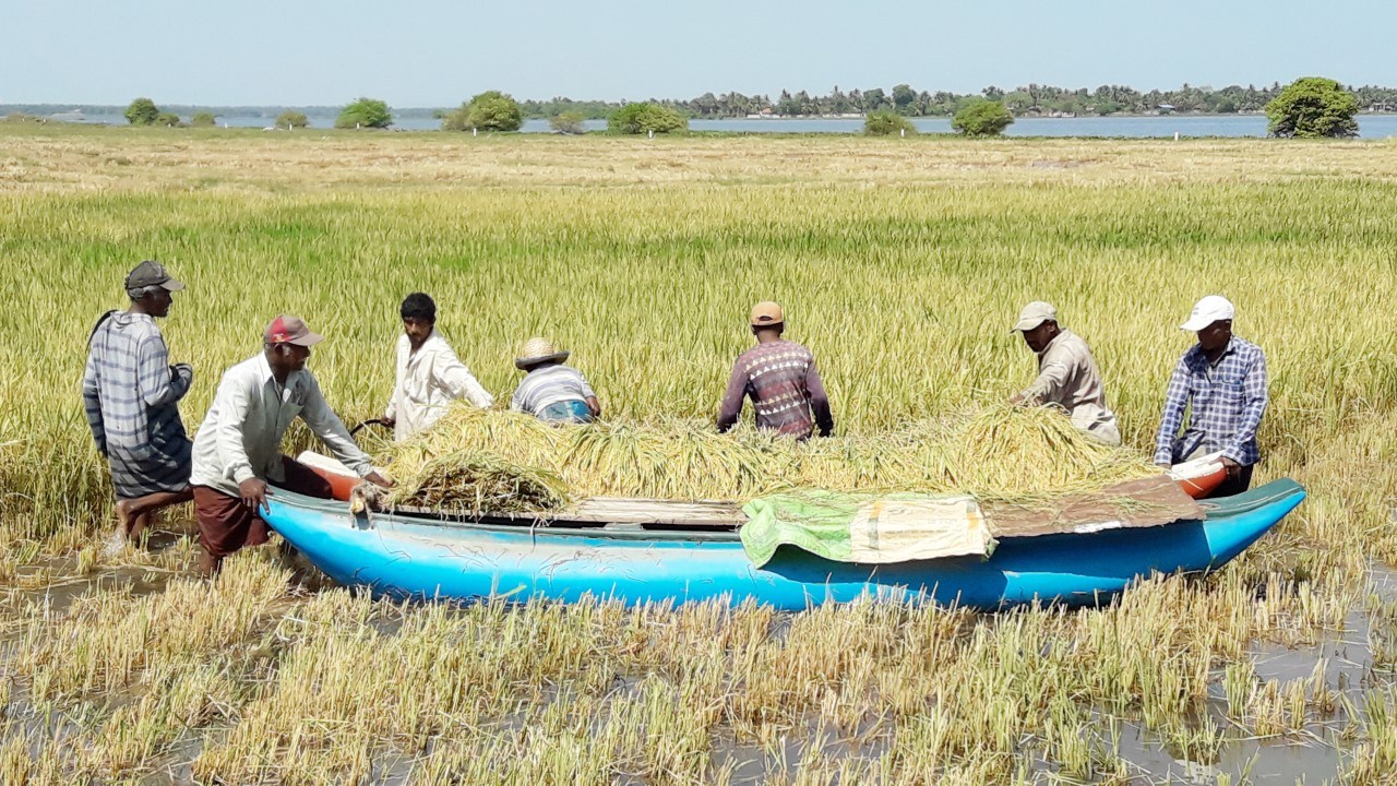 அறுவடை விழா (பொங்கல்) – 15 01 2019