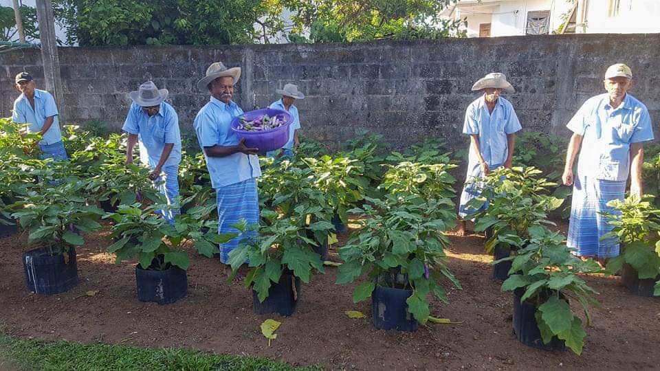 யாழ்ப்பாண மக்களே வீட்டு தோட்டவிதைகளை பெற அழையுங்கள்